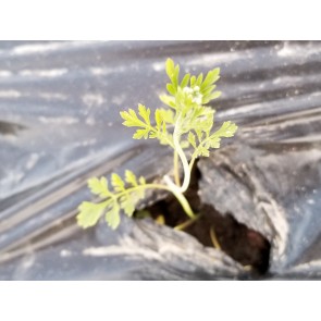 Cress 'Wrinkled Crinkled' Seeds (Certified Organic)