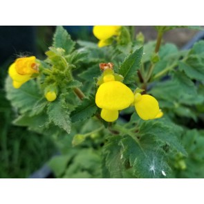 Pocketbook Plant, Yellow Seeds (Certified Organic)