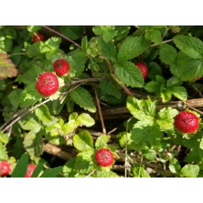 Indian Strawberry AKA Mock Strawberry Seeds (Certified Organic)