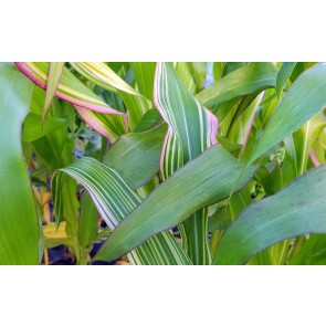 Flint Corn 'Japonica Striped' Seeds (Certified Organic)