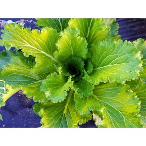 Napa/Chinese Cabbage 'Michihili' Seeds (Certified Organic)