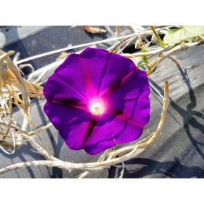 Morning Glory 'Kniola's Black Knight' Seeds (Certified Organic)