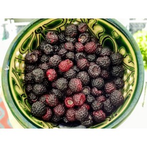 Black Raspberry Seeds (Certified Organic)