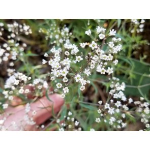 Hardy Baby's Breath Seeds (Certified Organic)