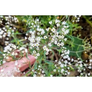 Hardy Baby's Breath Seeds (Certified Organic)