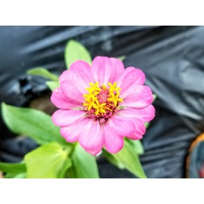 Dwarf Zinnia 'Magenta Sprite' Seeds (Certified Organic)