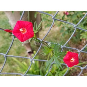 Red Cardinal Climber Morning Glory 