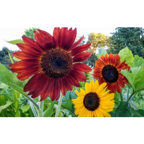 Sunflower 'Indian Blanket' Seeds (Certified Organic)