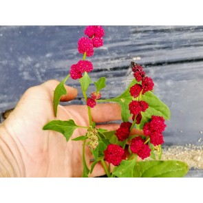 Strawberry Spinach Seeds (Certified Organic)
