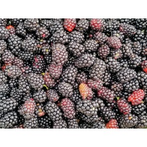 Wild Blackberry Seeds (Certified Organic)