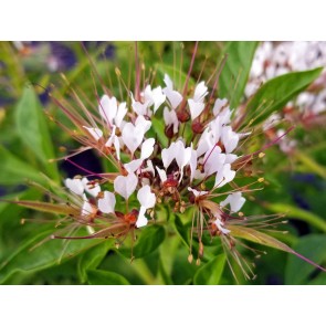 Spider Flower, Cleome marshallii 'White Spider' Seeds (Certified Organic)