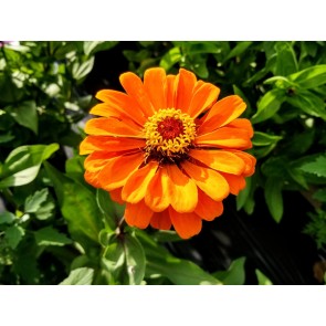 Zinnia 'Orange Fruit Smoothie' Seeds (Certified Organic)