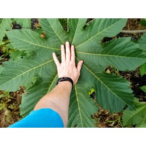 Castor Bean 'Giant Zanzibarensis' Seeds (Certified Organic)