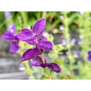 Salvia 'Blue Monday' Seeds (Certified Organic)