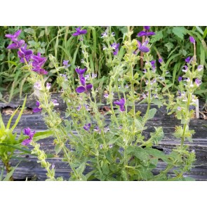 Salvia 'Blue Monday' Seeds (Certified Organic)