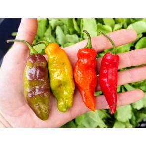 Hot Pepper ‘Black Ghost (Bhut Jolokia x Pimenta de Neyde)' Seeds (Certified Organic)