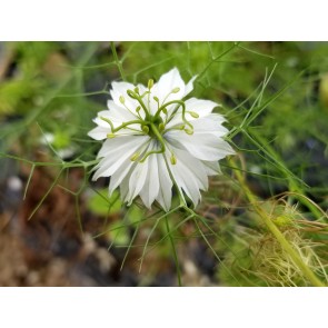 Love-in-a-Mist 'Persian Jewels Blue and White Mix' Seeds (Certified Organic)