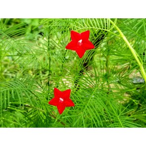 Morning Glory Cypress Vine, Red