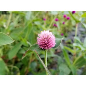 Globe Amaranth ‘Pastel Purple’ Seeds (Certified Organic)