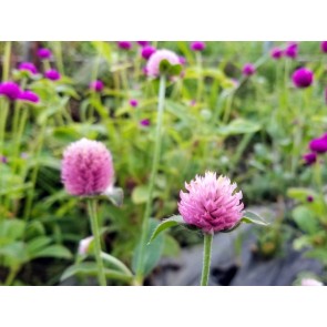 Globe Amaranth ‘Pastel Purple’ Seeds (Certified Organic)