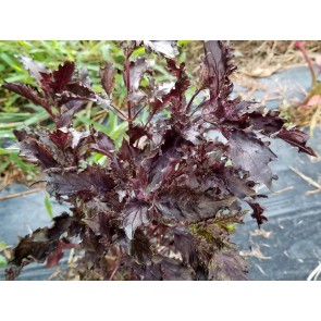 Basil 'Sacred Purple' Seeds (Certified Organic)