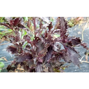 Basil 'Sacred Purple' Seeds (Certified Organic)