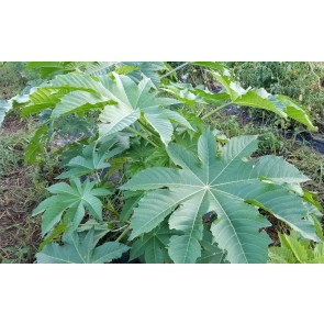 Castor Bean 'Giant Zanzibarensis' Seeds (Certified Organic)