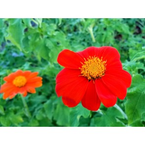 Mexican Sunflower 'Red and Orange Torch Mix' Seeds (Certified Organic)