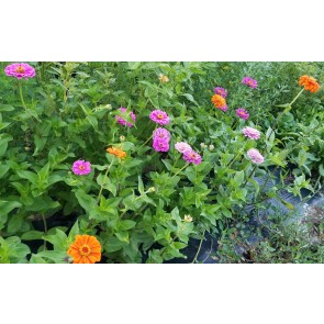 Zinnia 'Fruit Smoothie Mix' Seeds (Certified Organic)