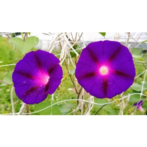 Morning Glory 'Kniola's Black Knight' Seeds (Certified Organic)