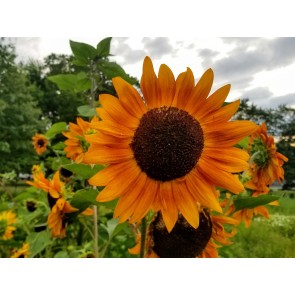 Sunflower 'Indian Blanket' Seeds (Certified Organic)