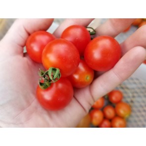 Tomato 'Scarlet Gem' 