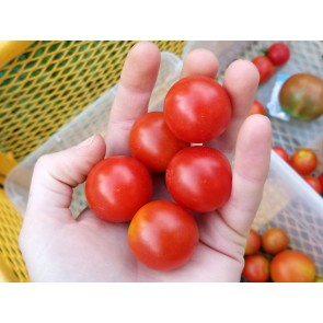 Tomato 'Supersweet 100 F2' Seeds (Certified Organic)
