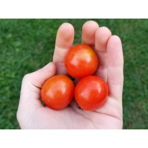 Tomato 'Tumbling Tom Red F2'