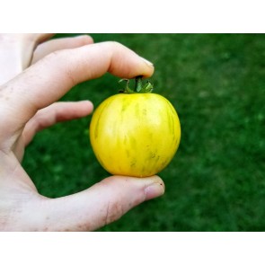 Tomato 'Topaz' AKA 'Huan U'