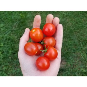 Tomato 'Sibirskiy' 