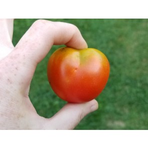 Tomato 'Stupice'