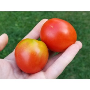 Tomato 'Stupice' Seeds (Certified Organic)