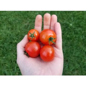 Tomato 'Nature Sweet' Seeds (Certified Organic)