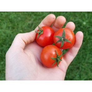 Tomato 'Nature Sweet'