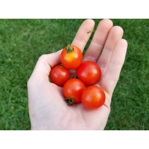 Tomato 'Peacevine Cherry'