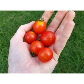 Tomato 'Peacevine Cherry' Seeds (Certified Organic)