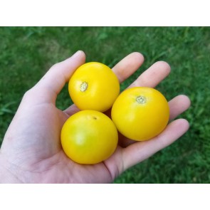 Tomato 'Large Yellow Cherry' 