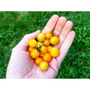 Tomato 'Gold Currant' 