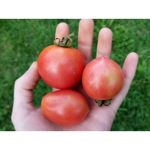 Tomato 'Jolly F2'