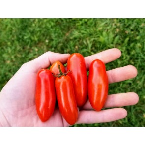 Tomato 'Juliet F2' 