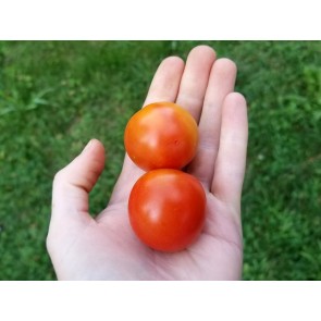 Tomato 'Chadwick's Cherry' AKA 'Camp Joy' Seeds (Certified Organic)