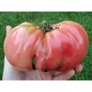 Tomato 'Brandywine' Seeds (Certified Organic)