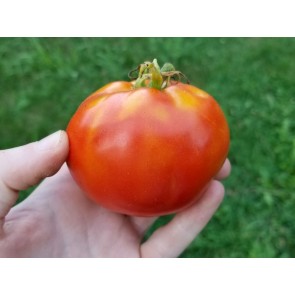 Tomato 'Break O' Day' Seeds (Certified Organic)