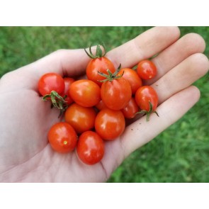 Tomato 'Candyland Red F2' 